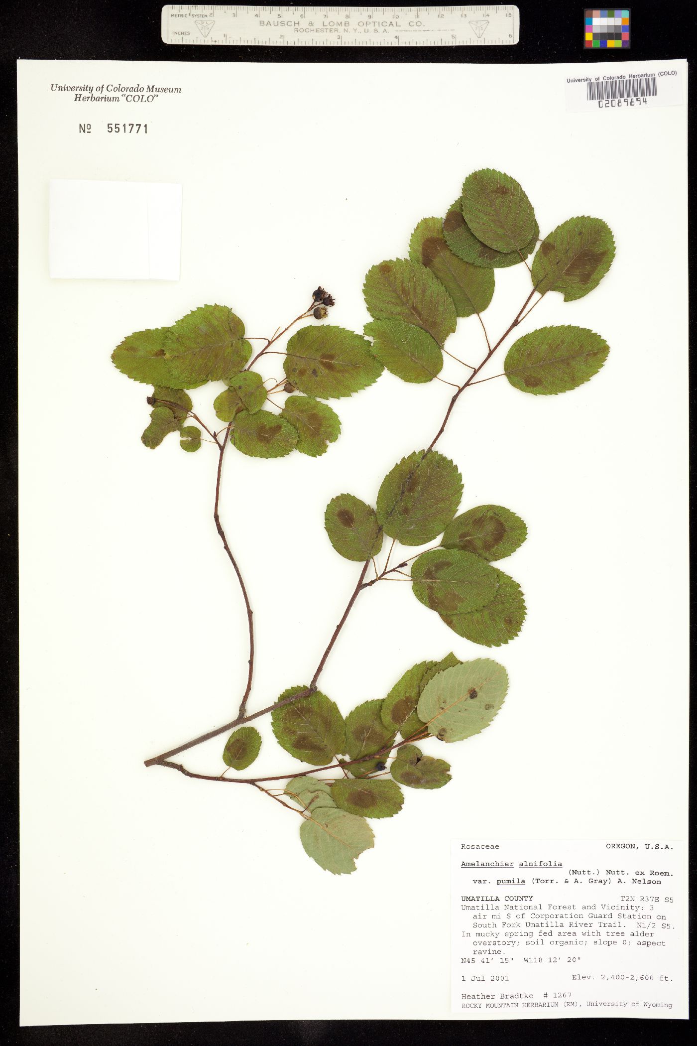 Amelanchier pumila image