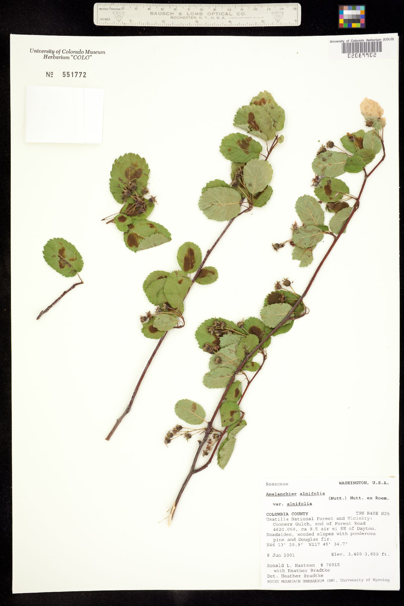 Amelanchier alnifolia alnifolia image