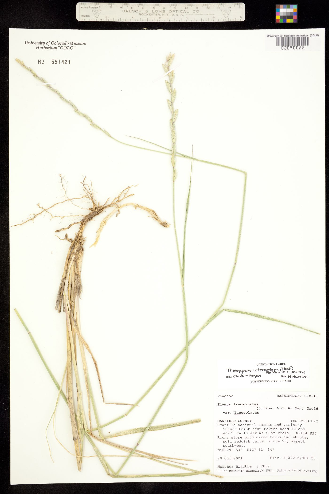 Thinopyrum intermedium image