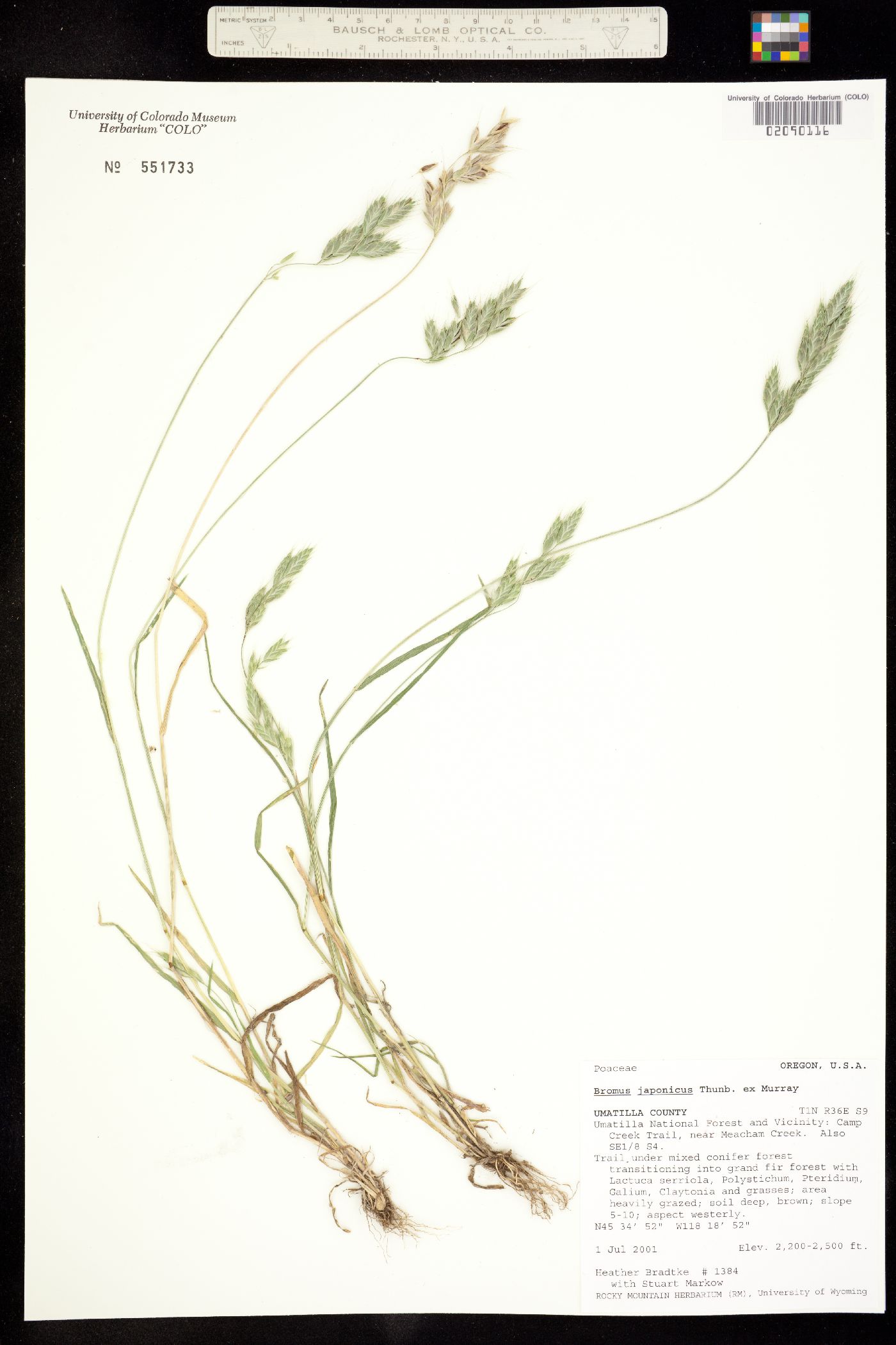 Bromus japonicus image