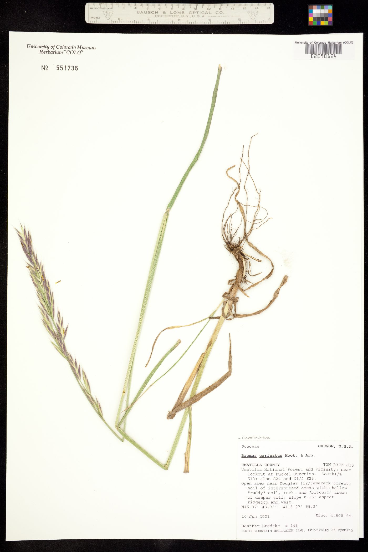 Bromus carinatus image