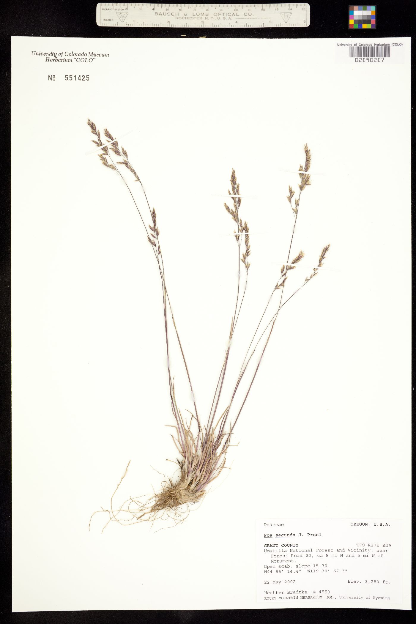 Poa secunda image