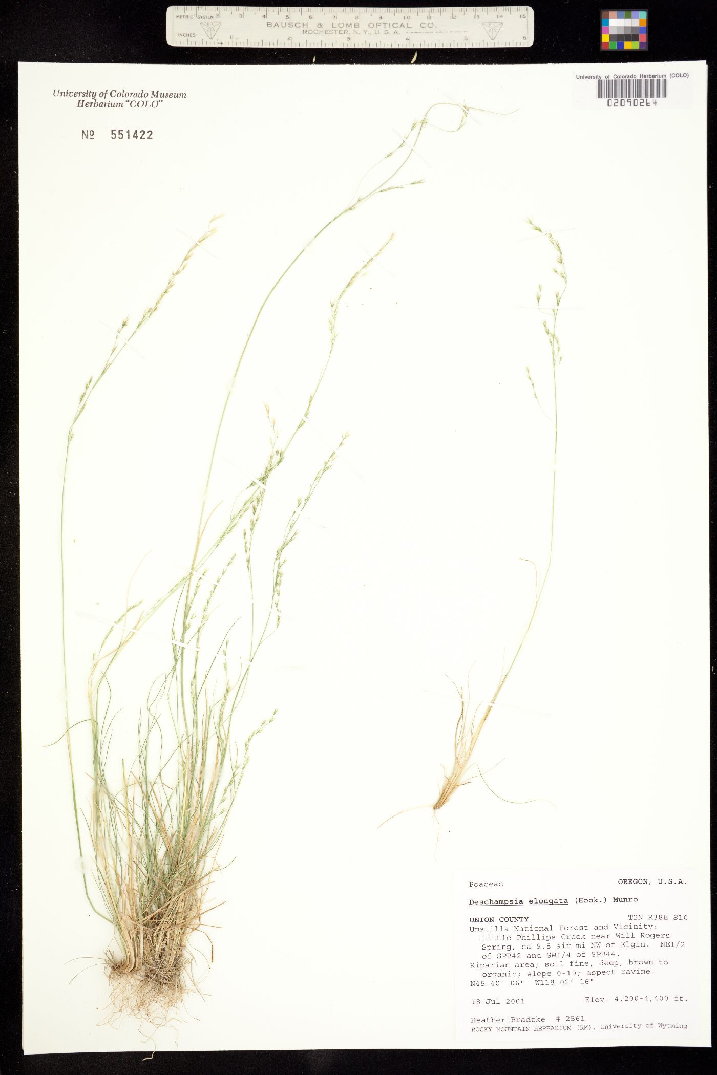 Deschampsia elongata image