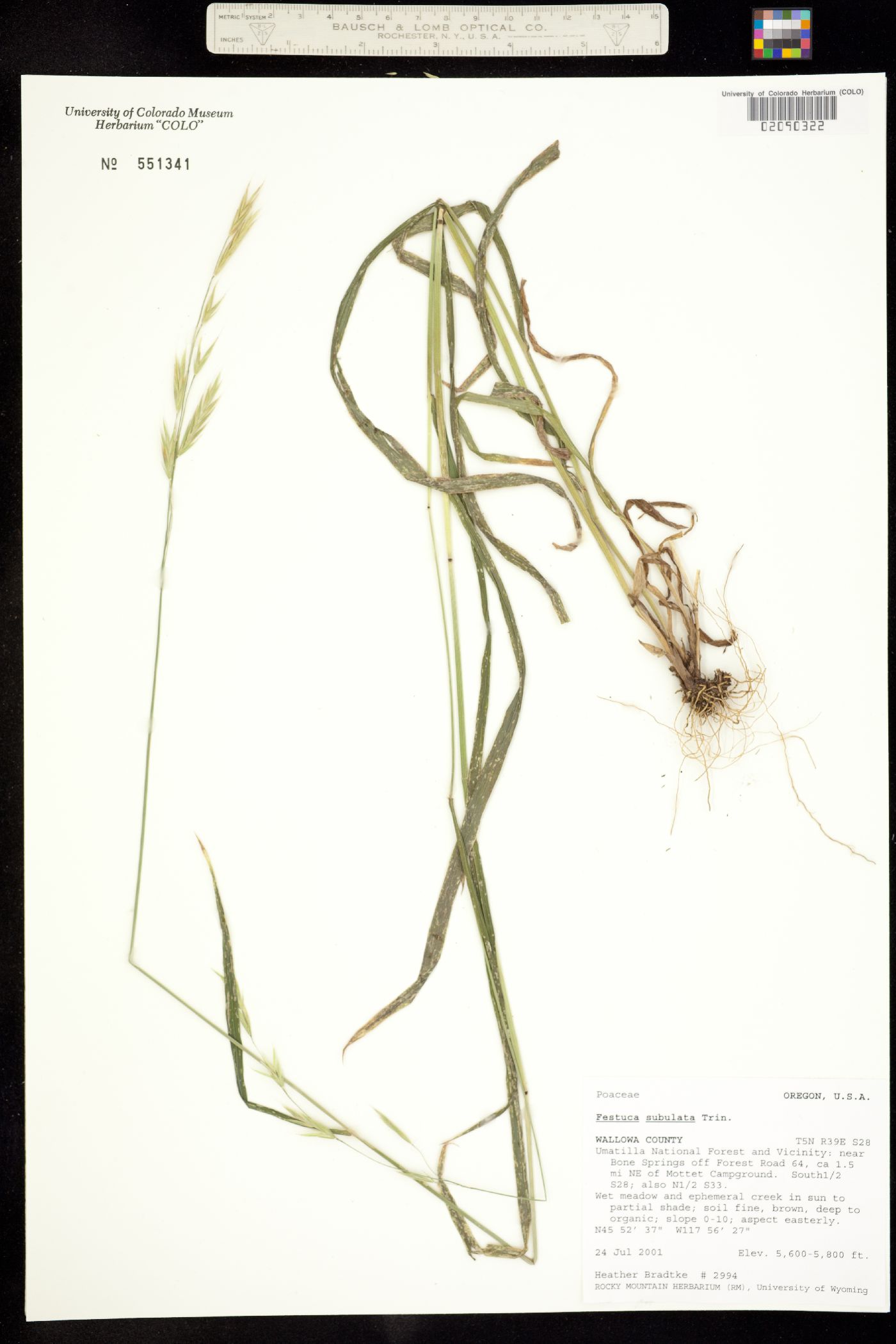 Festuca subulata image