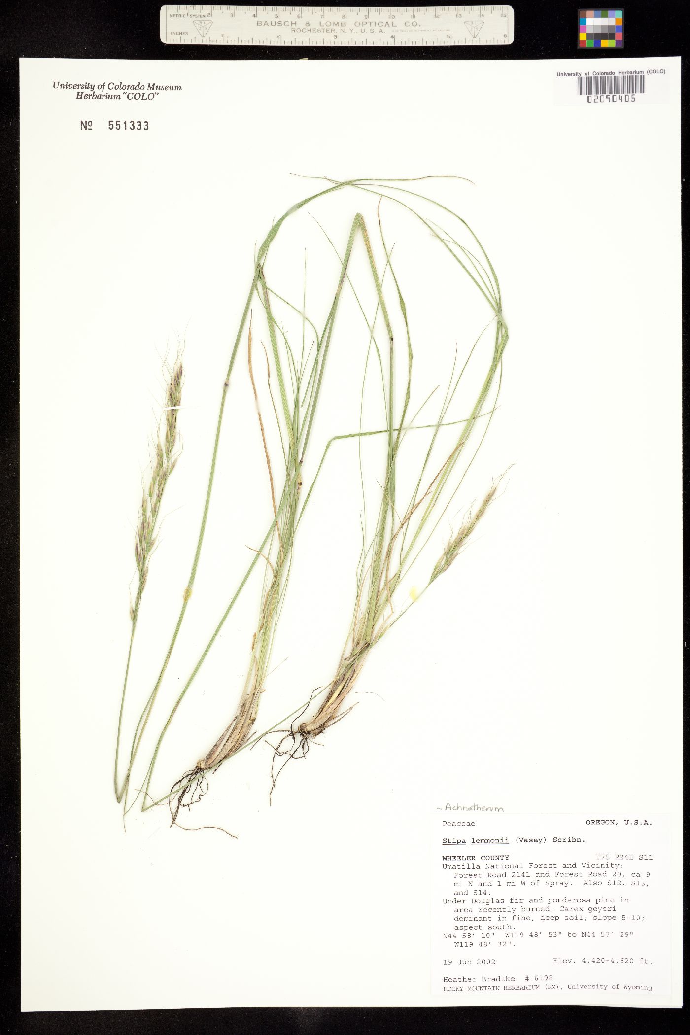 Achnatherum lemmonii image