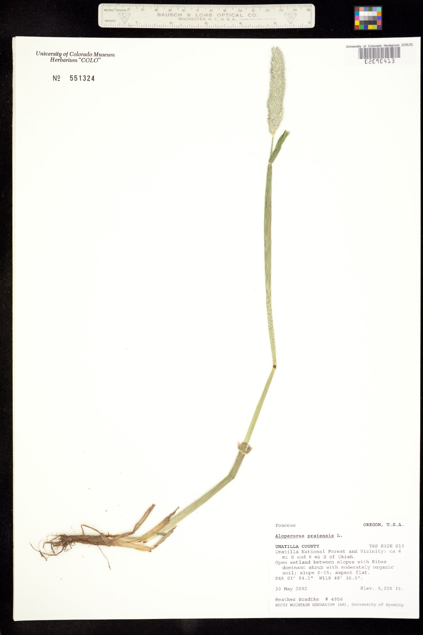 Alopecurus pratensis image
