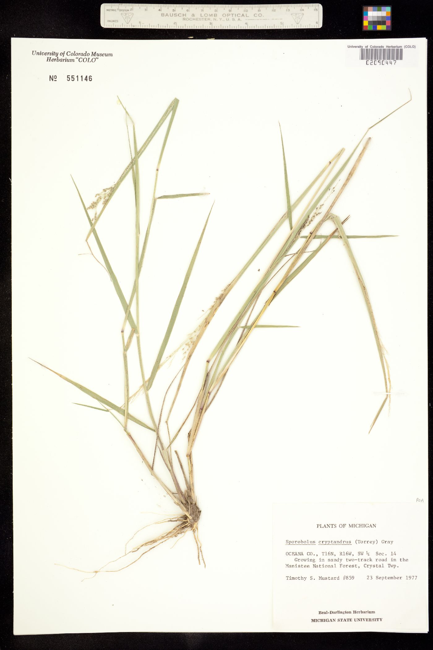 Sporobolus cryptandrus image