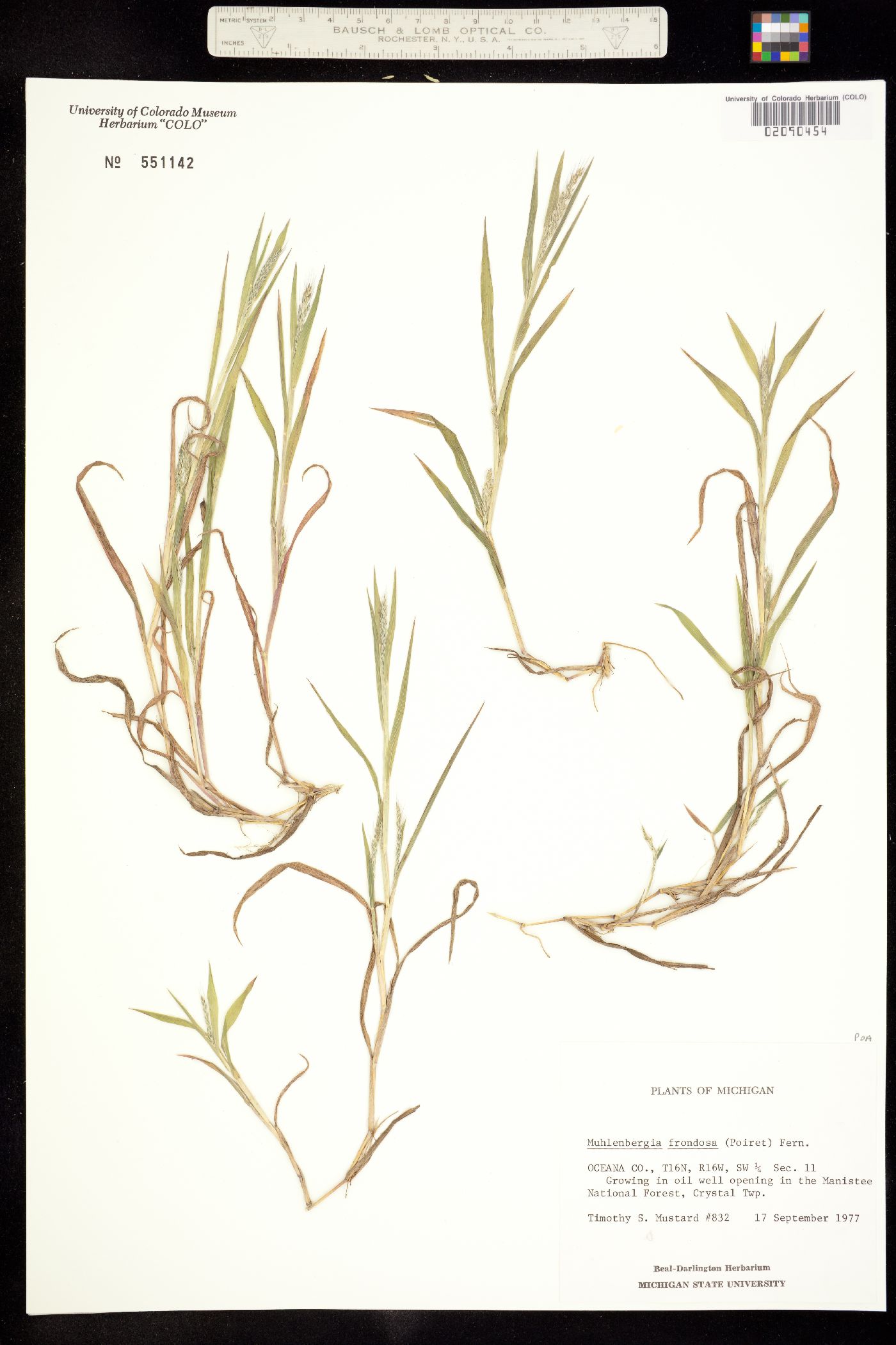 Muhlenbergia image