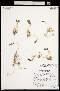 Stellaria sanjuanensis image