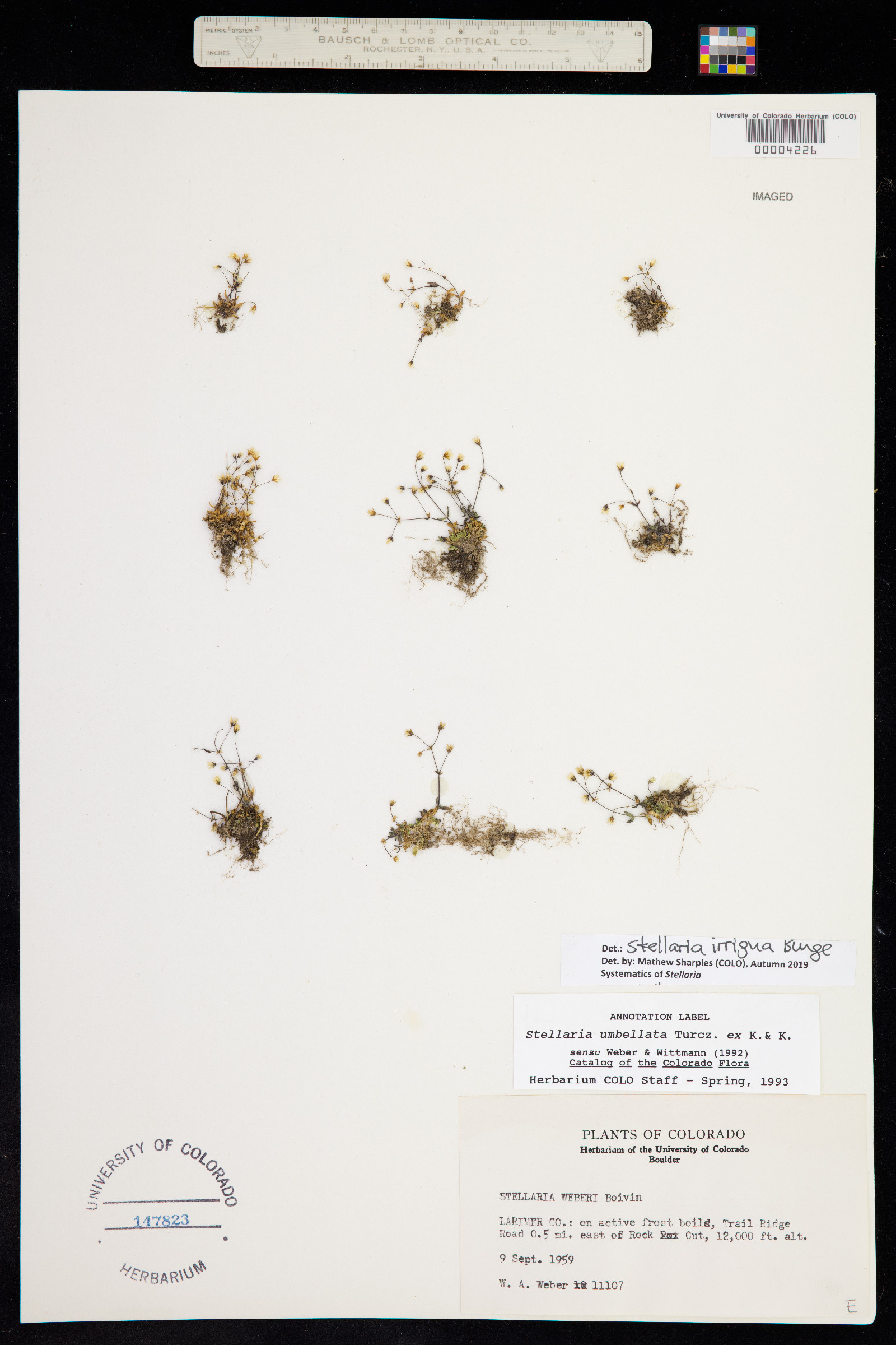 Stellaria irrigua image