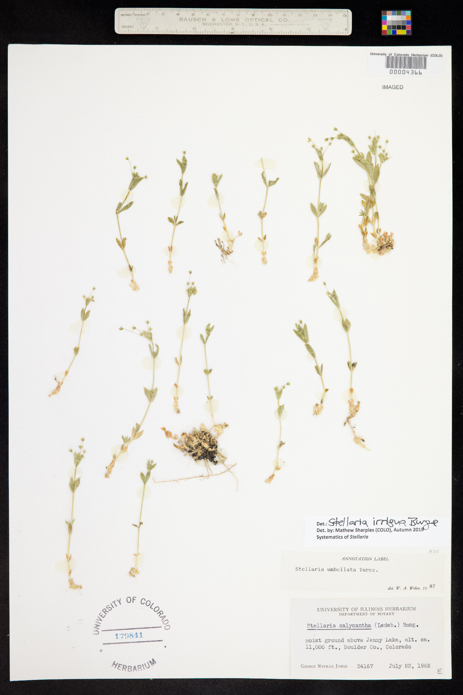 Stellaria irrigua image