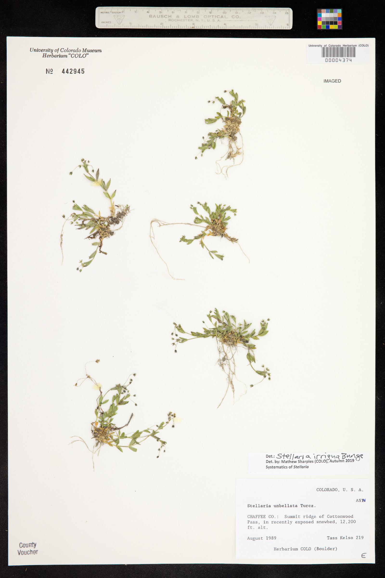 Stellaria irrigua image