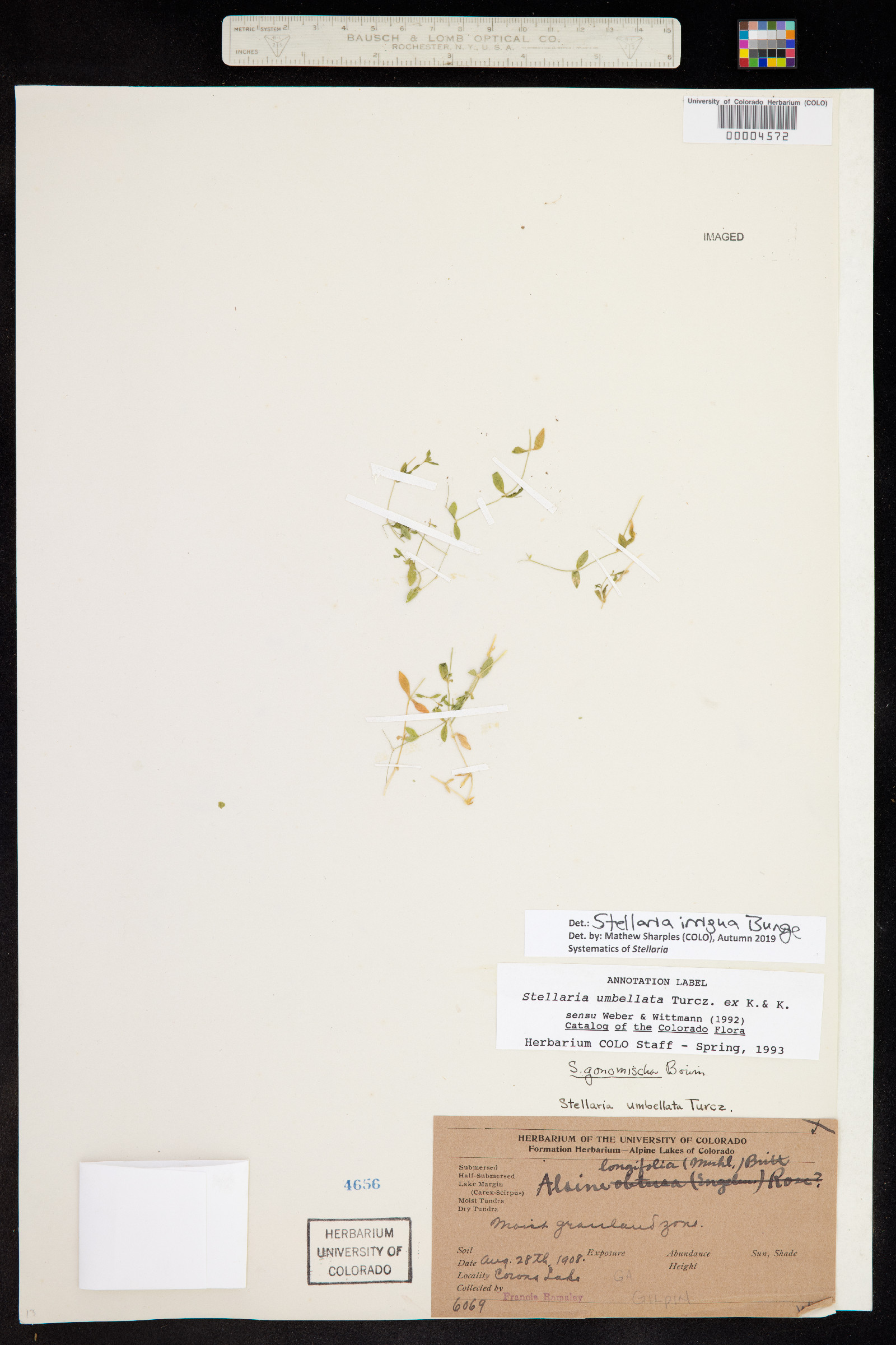 Stellaria irrigua image