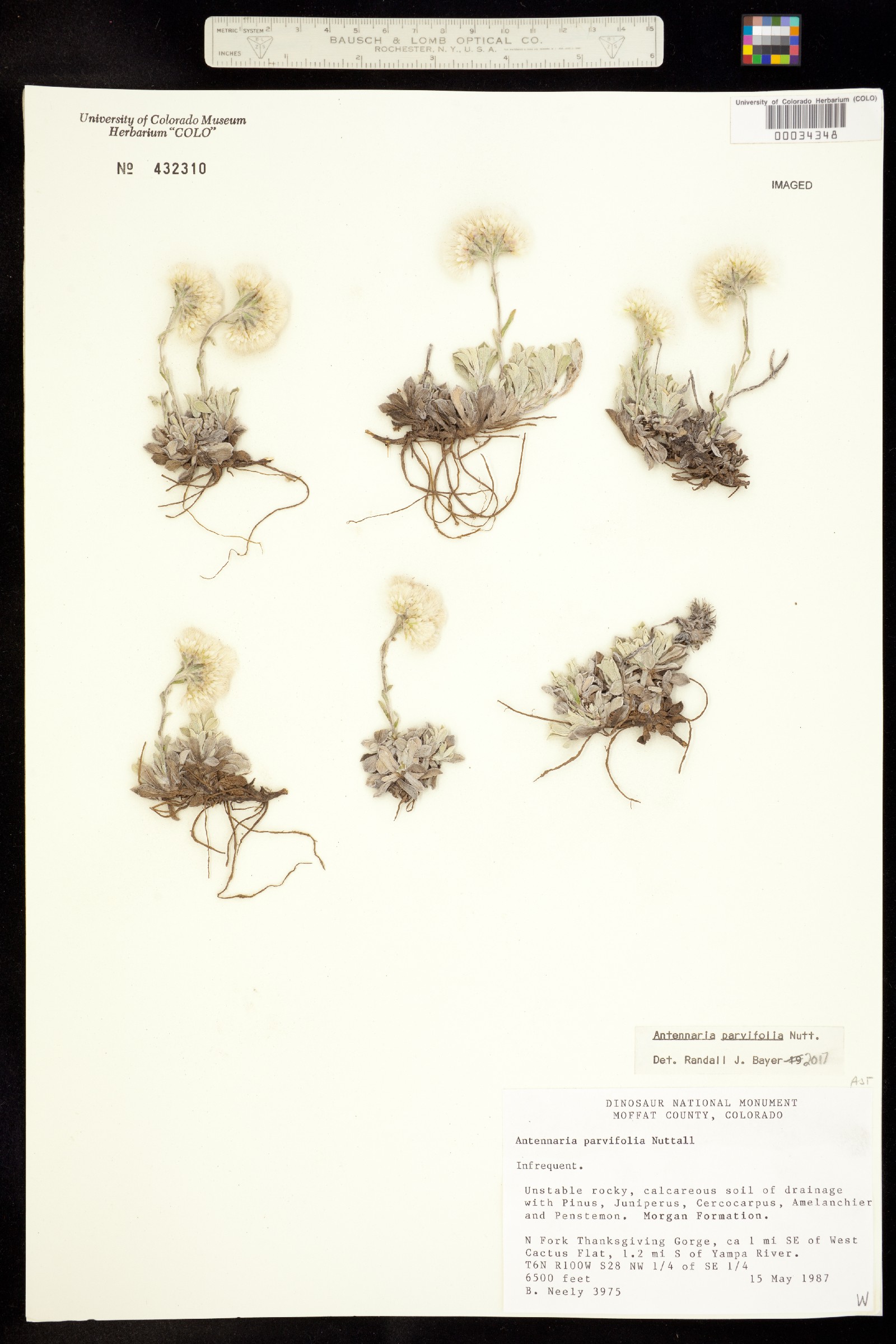 Antennaria parvifolia image