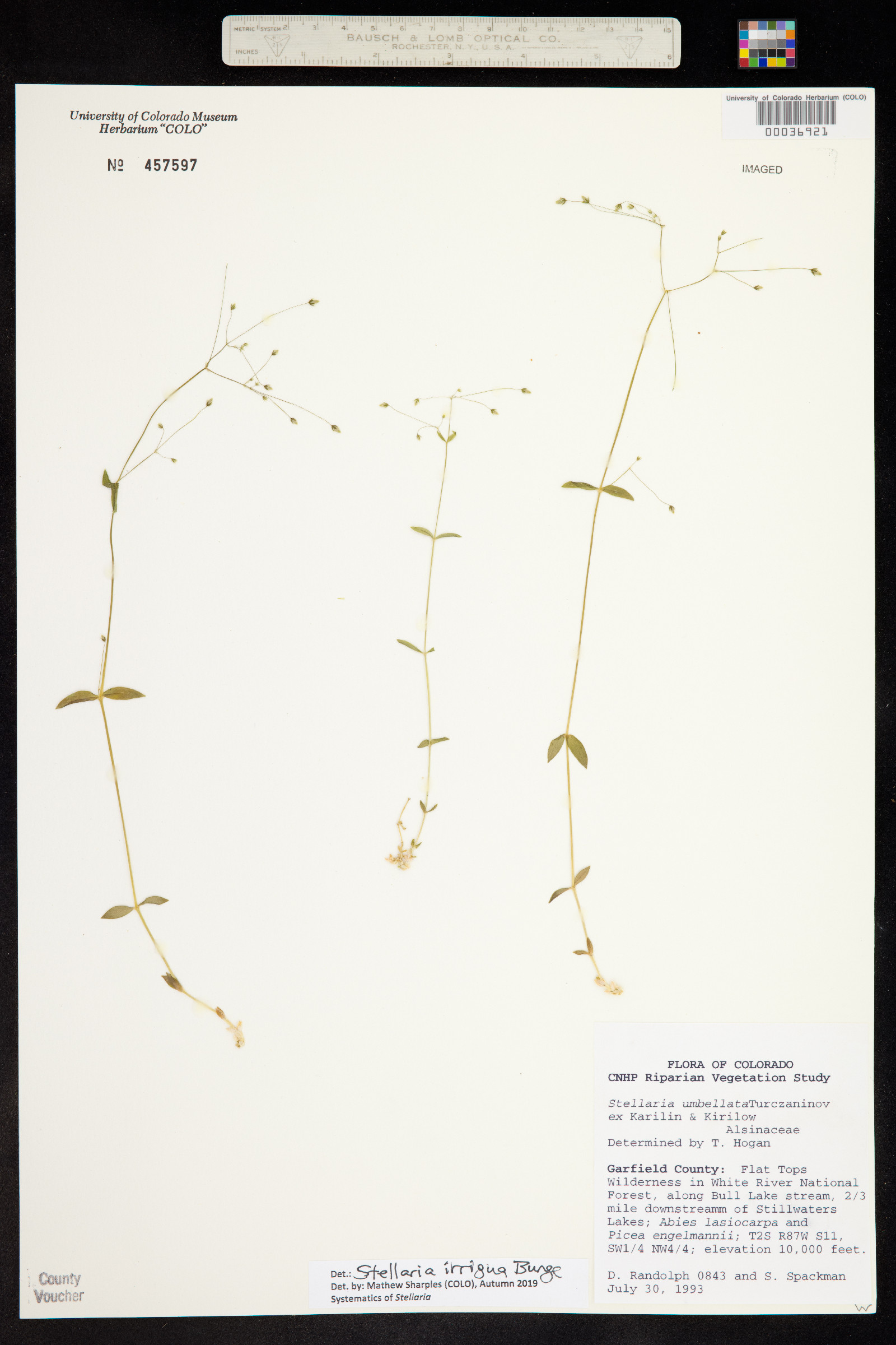 Alsinaceae image