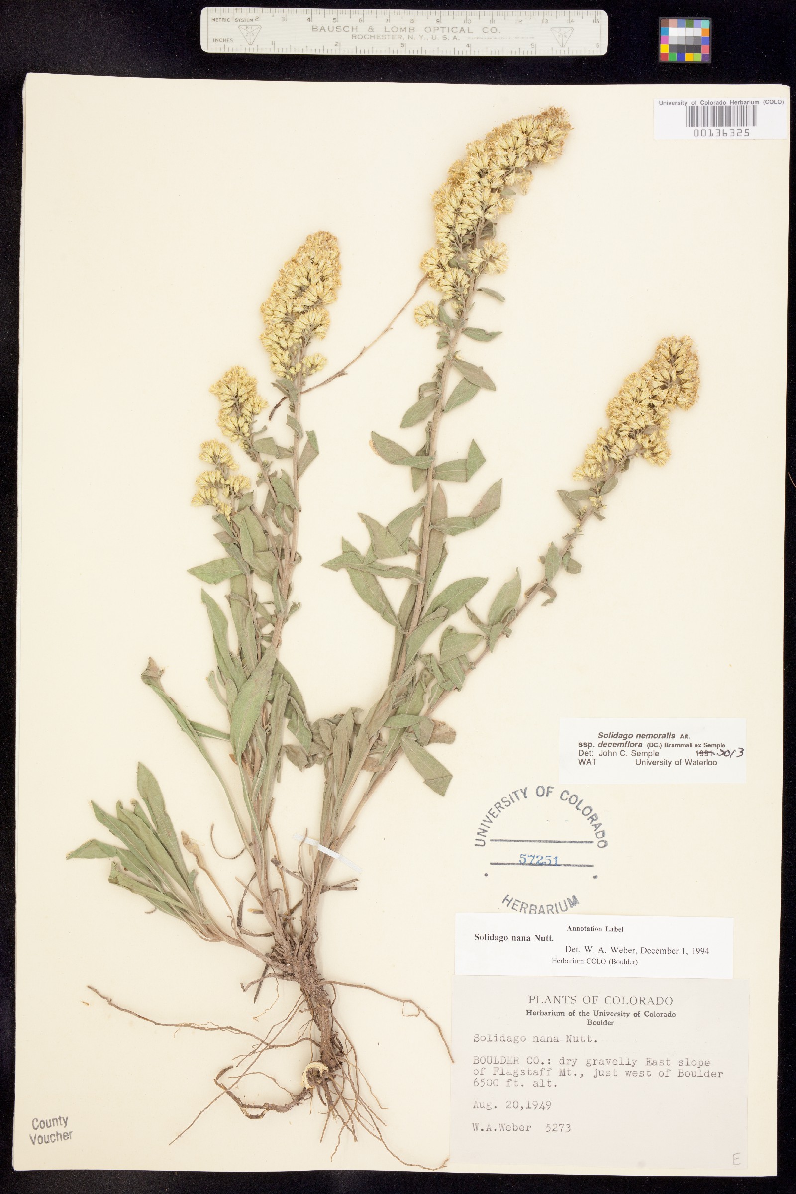 Solidago nemoralis image