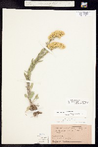 Solidago nemoralis image