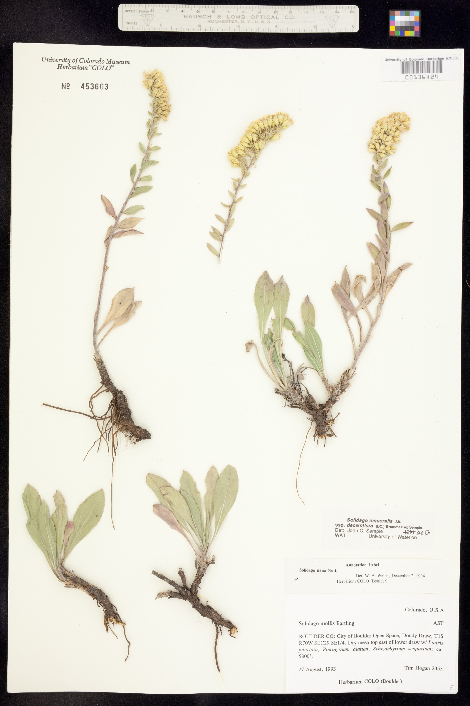 Solidago nemoralis image