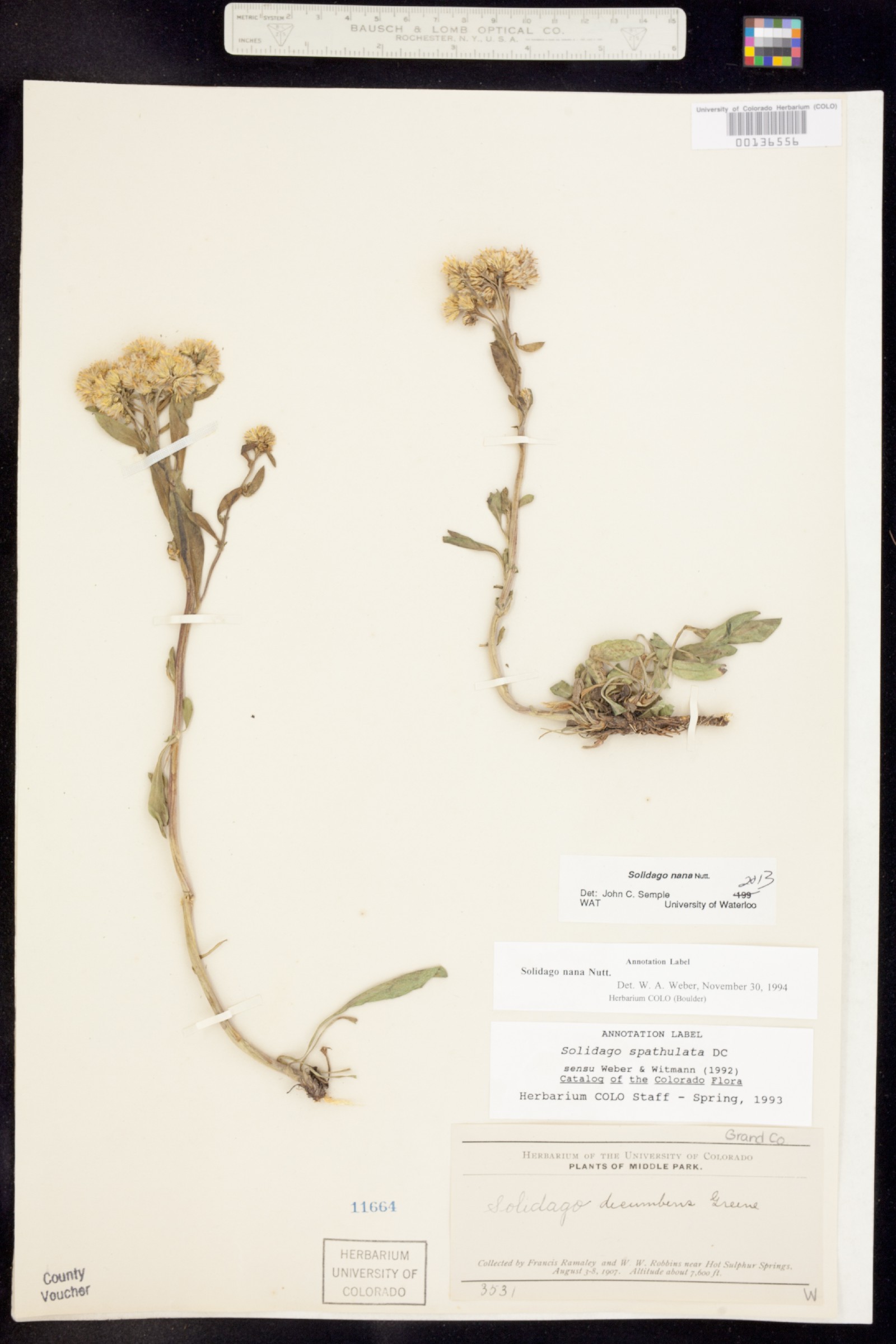 Solidago nana image