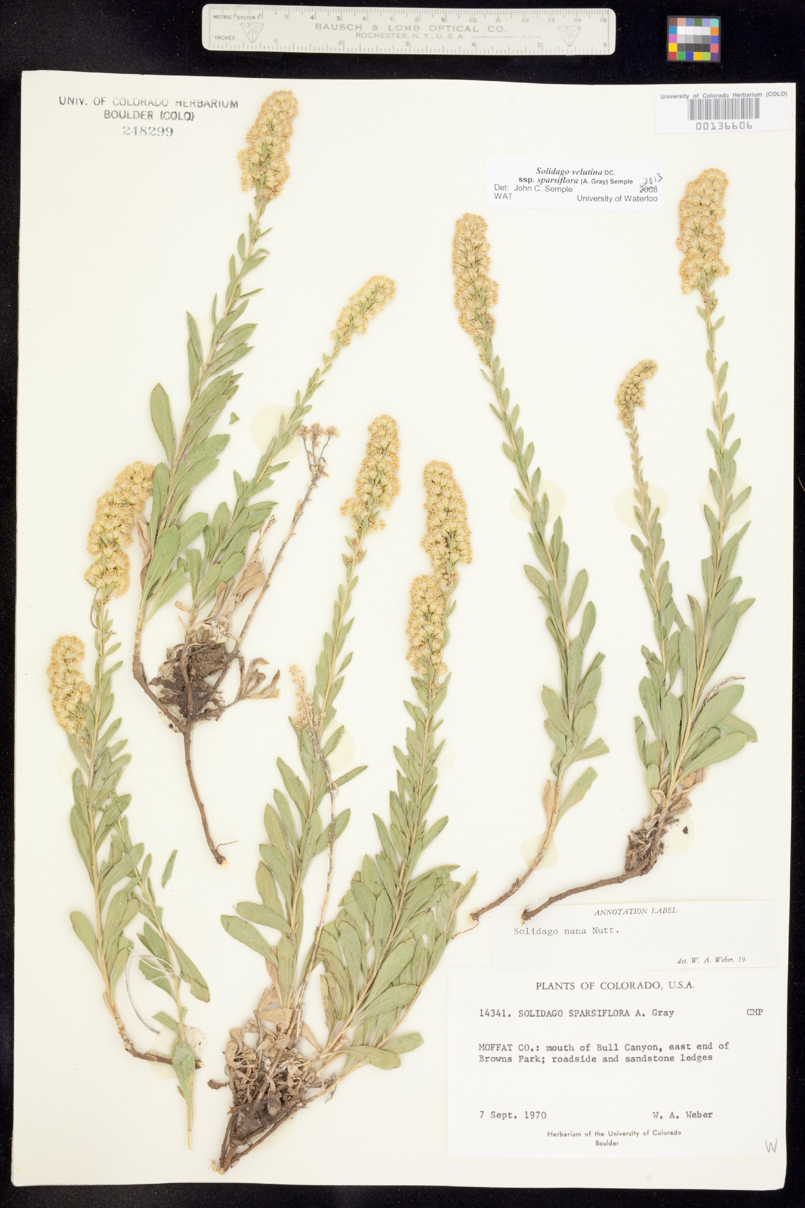 Solidago nana image