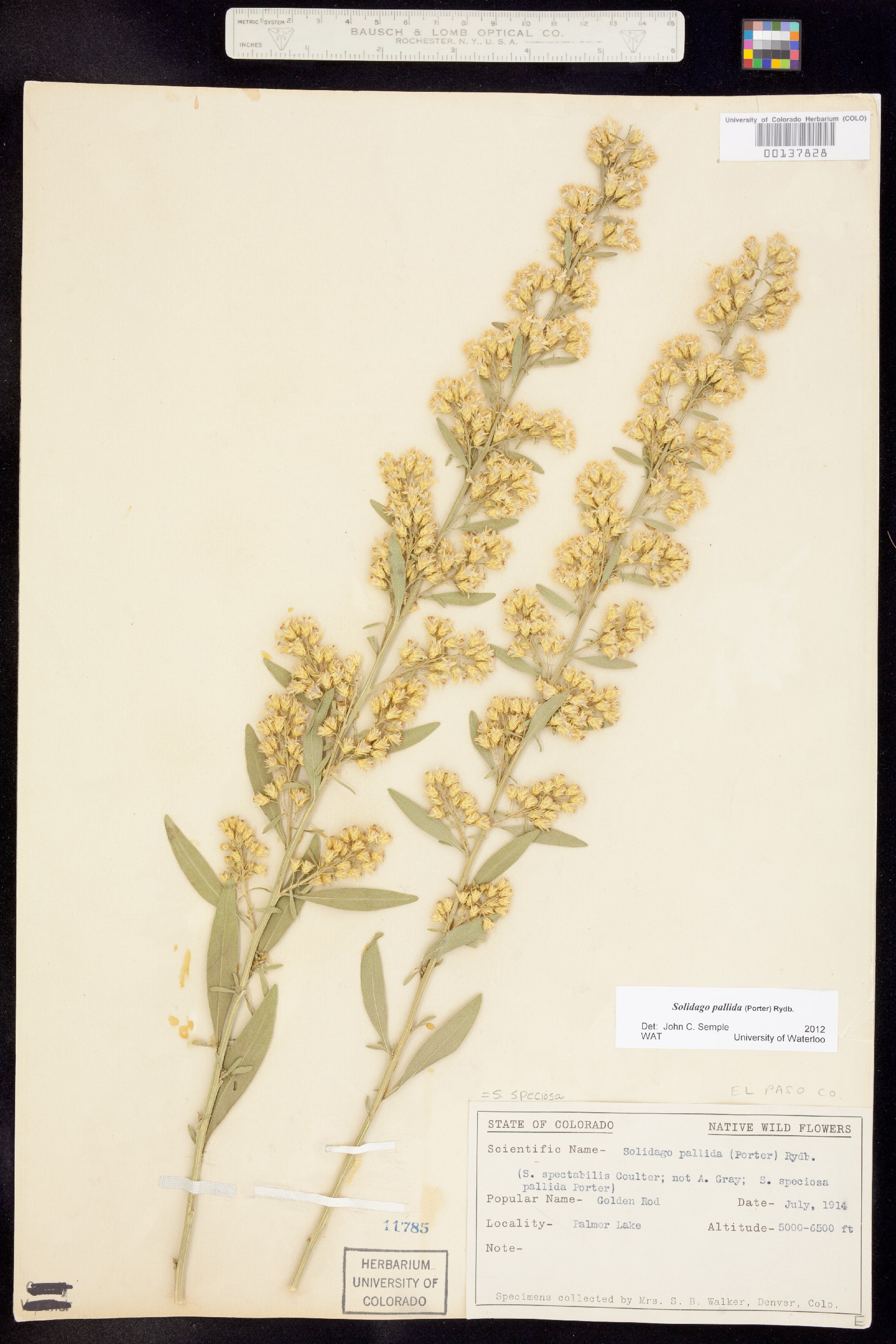 Solidago speciosa var. pallida image