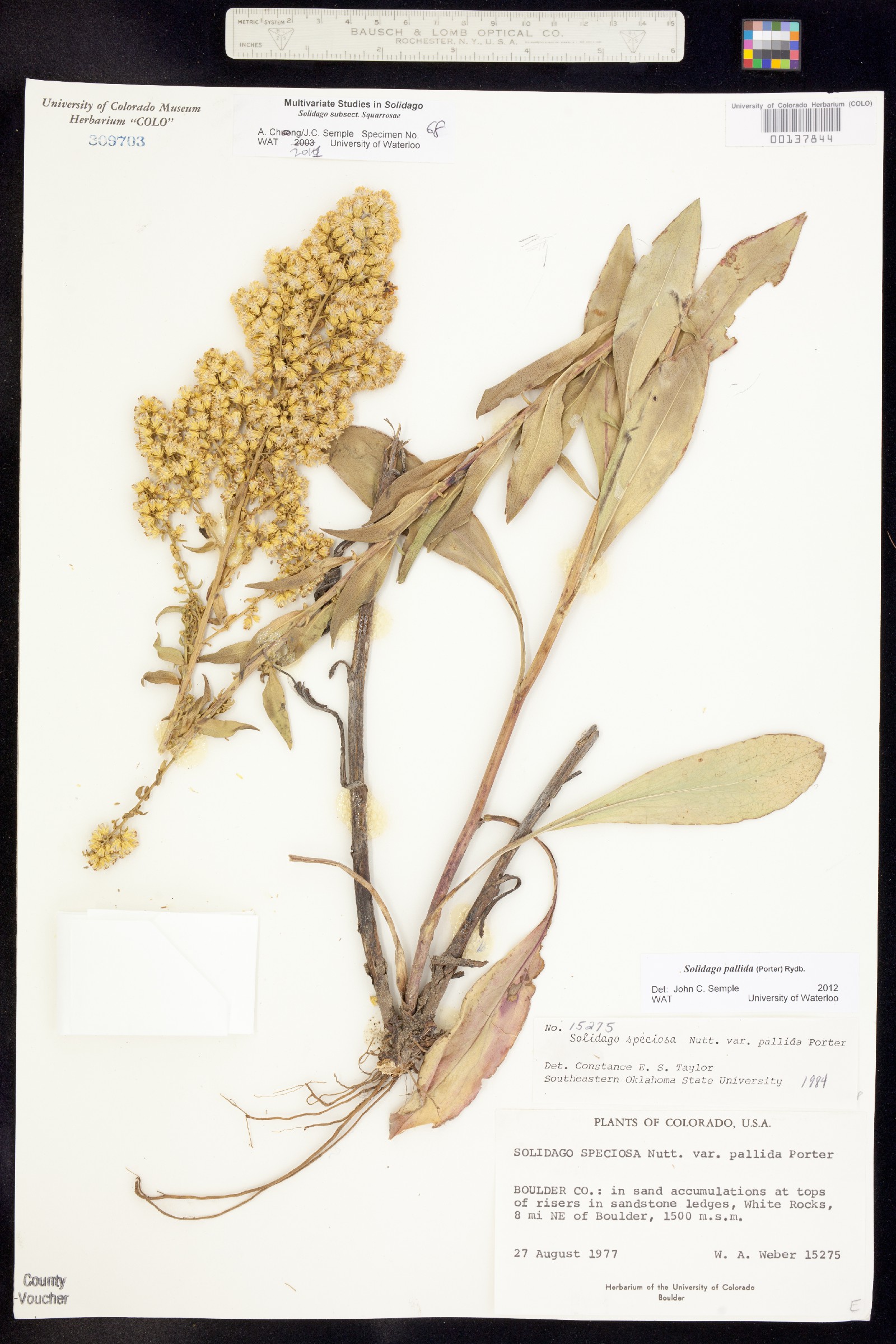 Solidago speciosa var. pallida image
