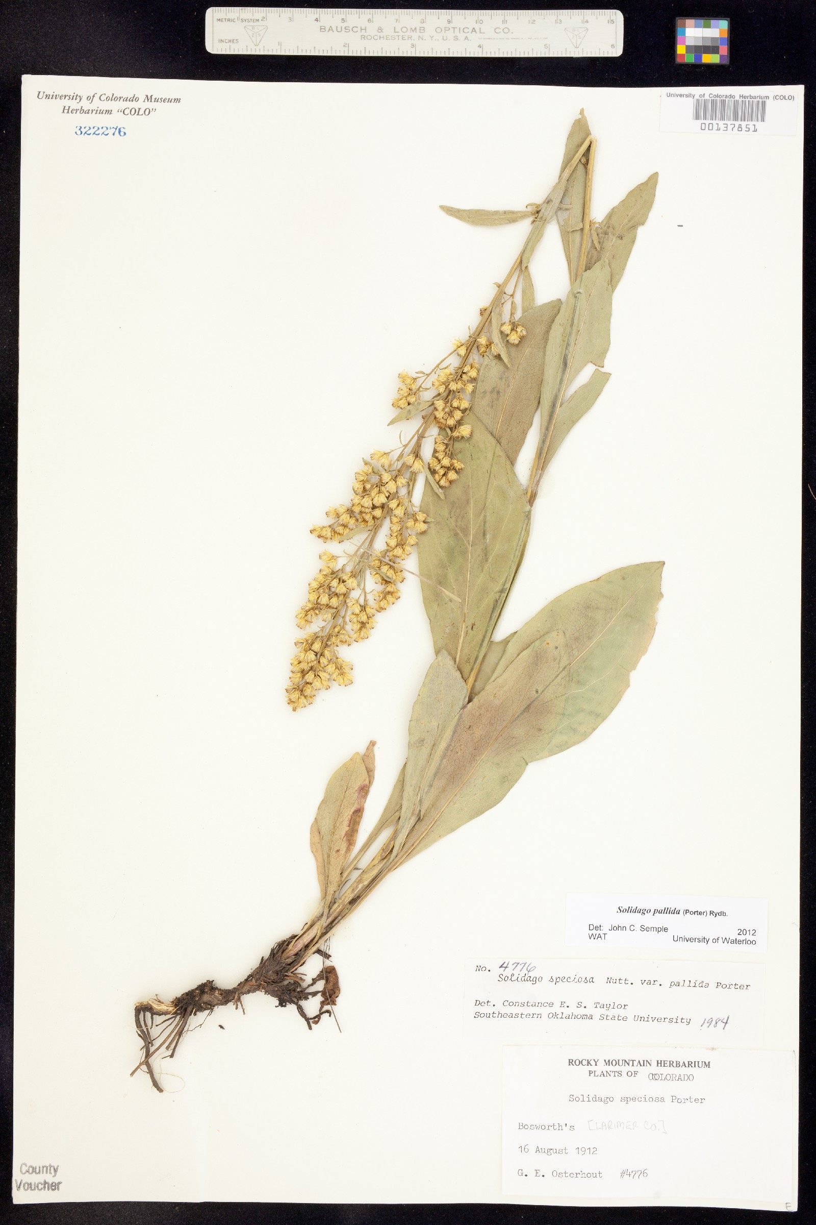 Solidago pallida image