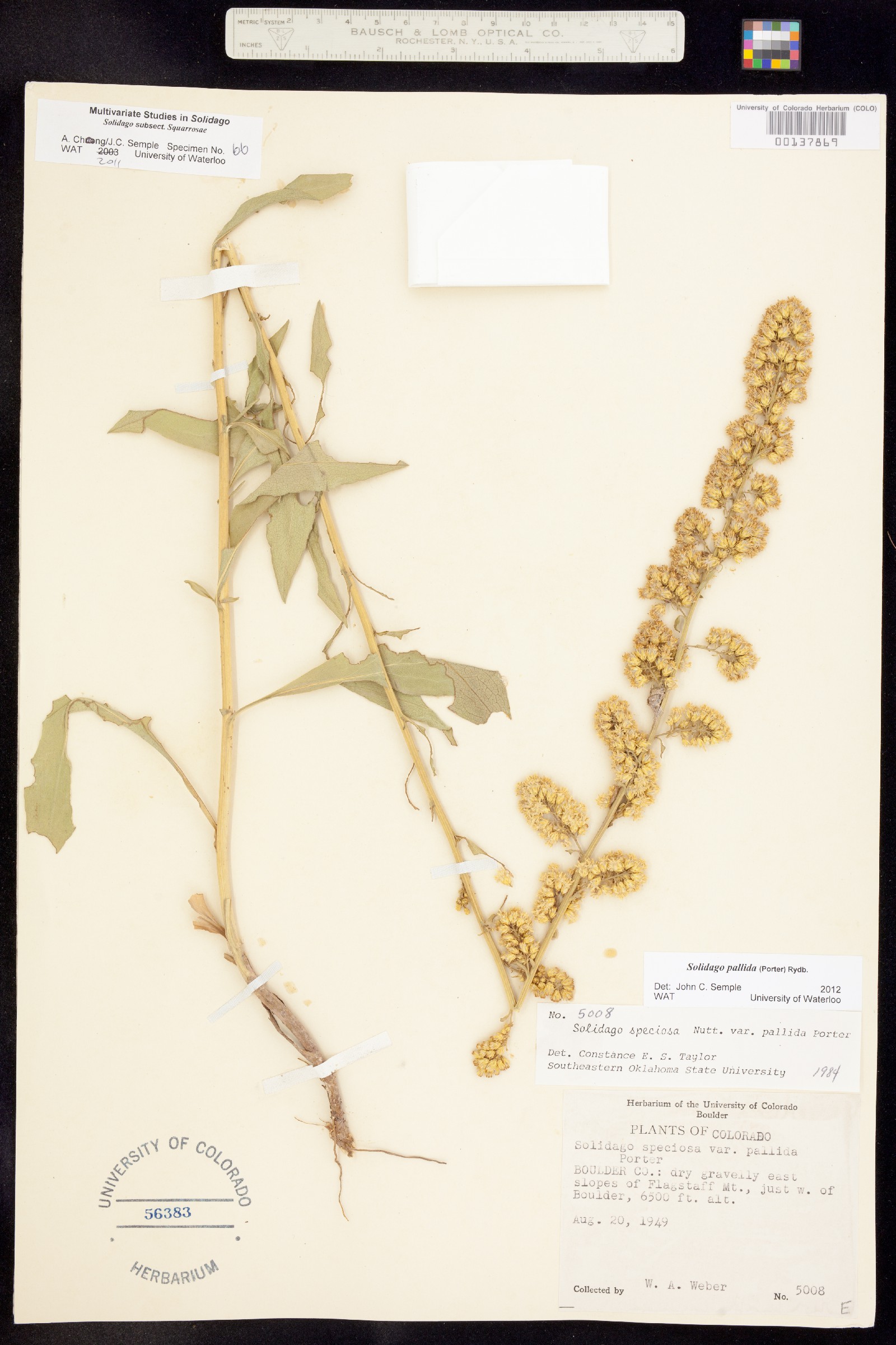Solidago pallida image