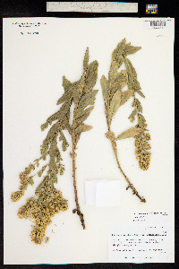 Solidago wrightii image