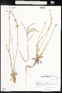 Boechera stricta image