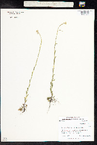 Image of Arabis pycnocarpa