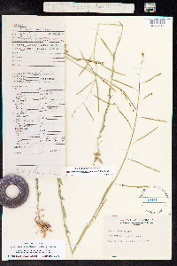 Boechera austromontana image