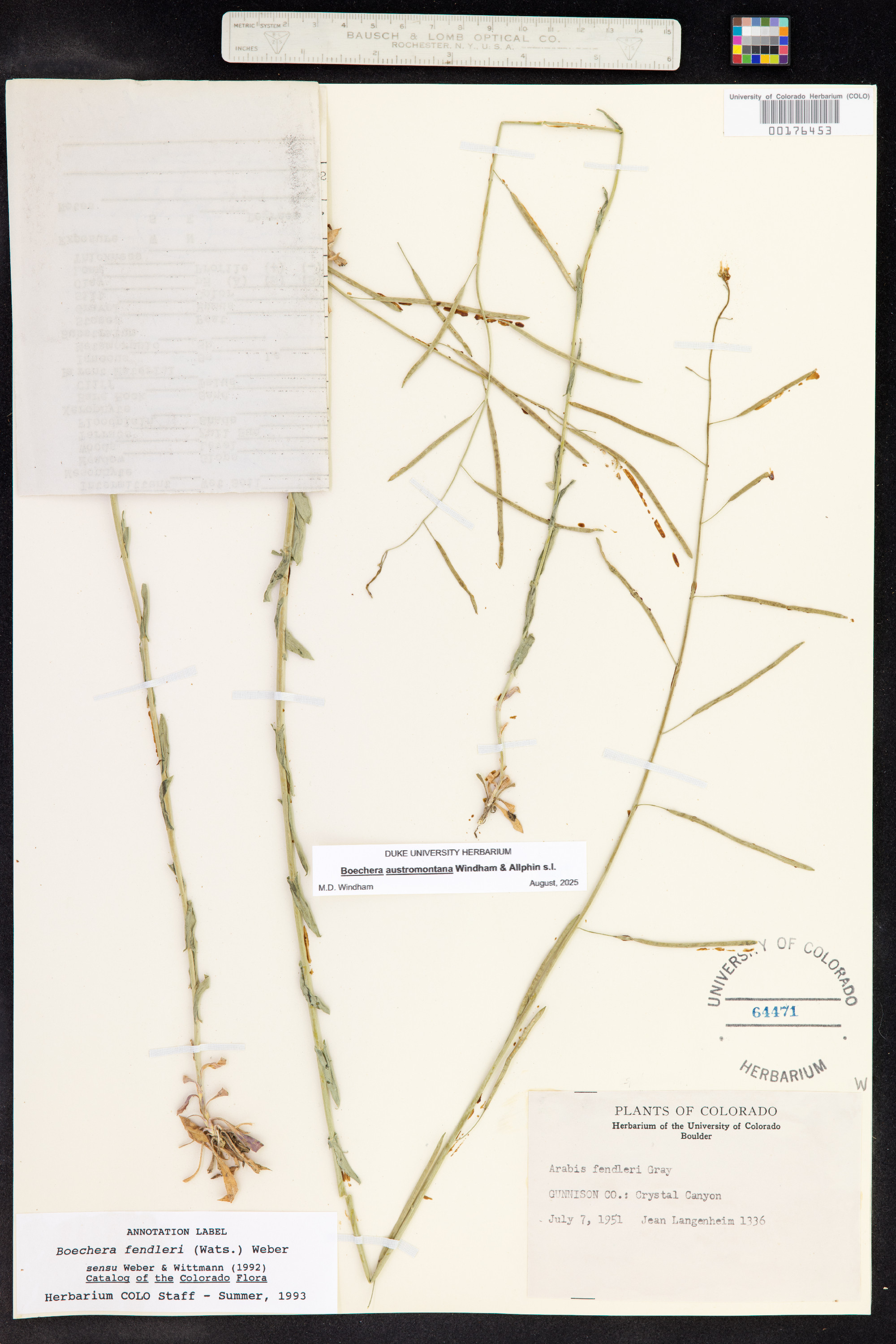 Boechera austromontana image