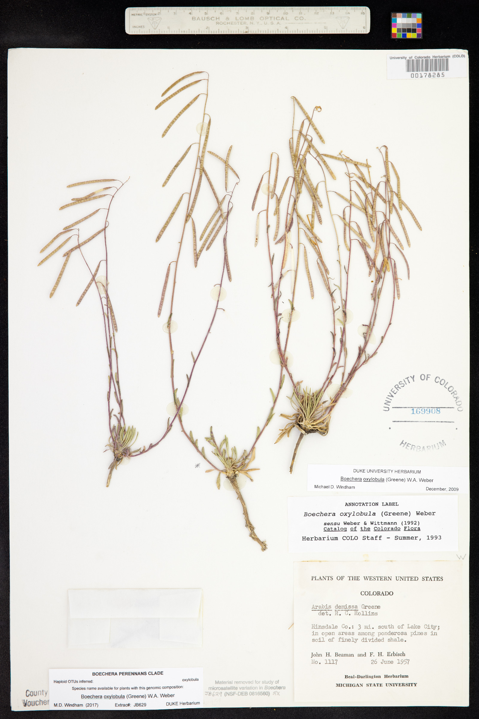 Boechera oxylobula image