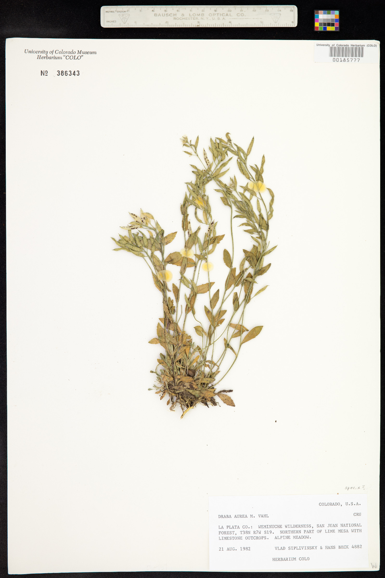 Draba aurea image