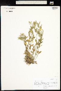 Draba aurea image