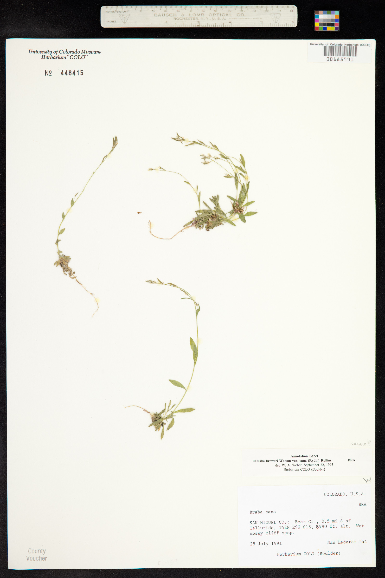 Draba breweri image