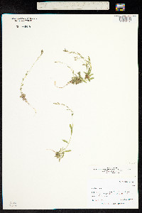 Draba cana image