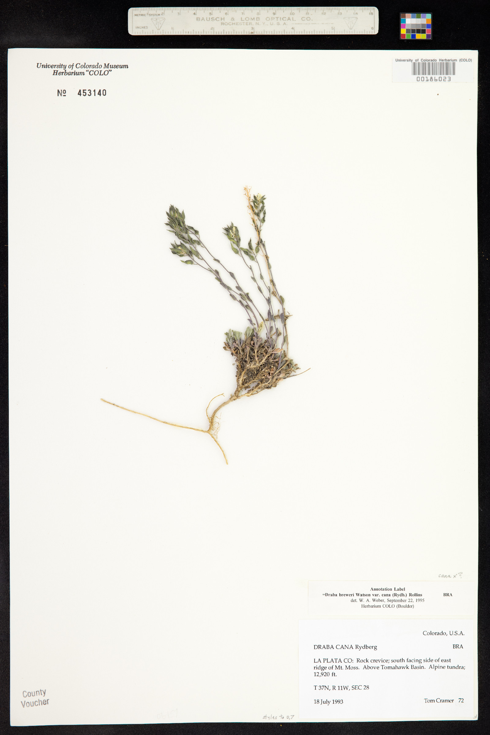 Draba cana image