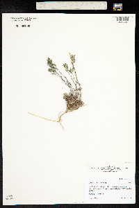 Draba cana image