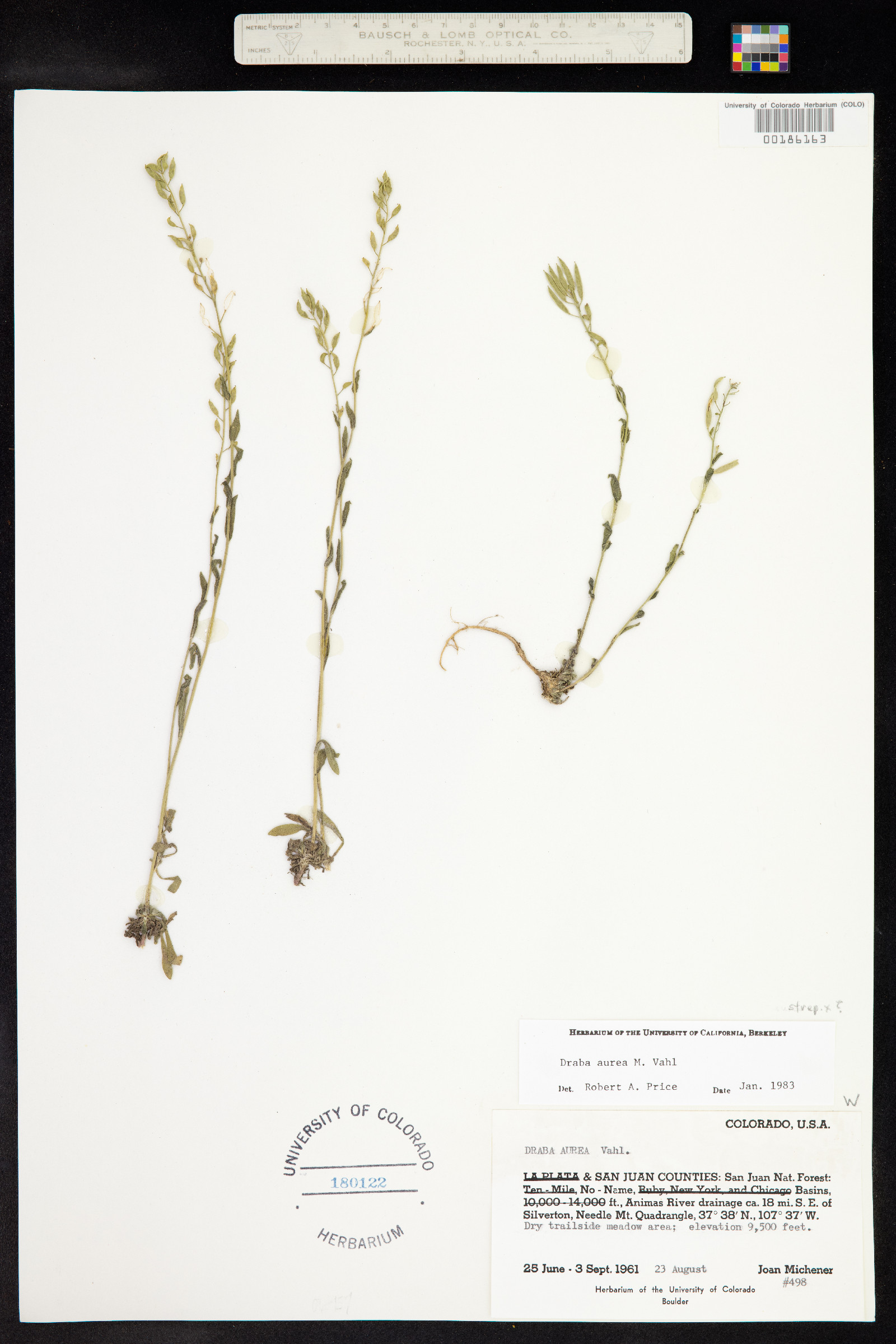 Draba aurea image