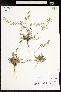 Draba aurea image