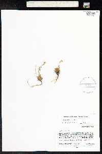 Draba aurea image