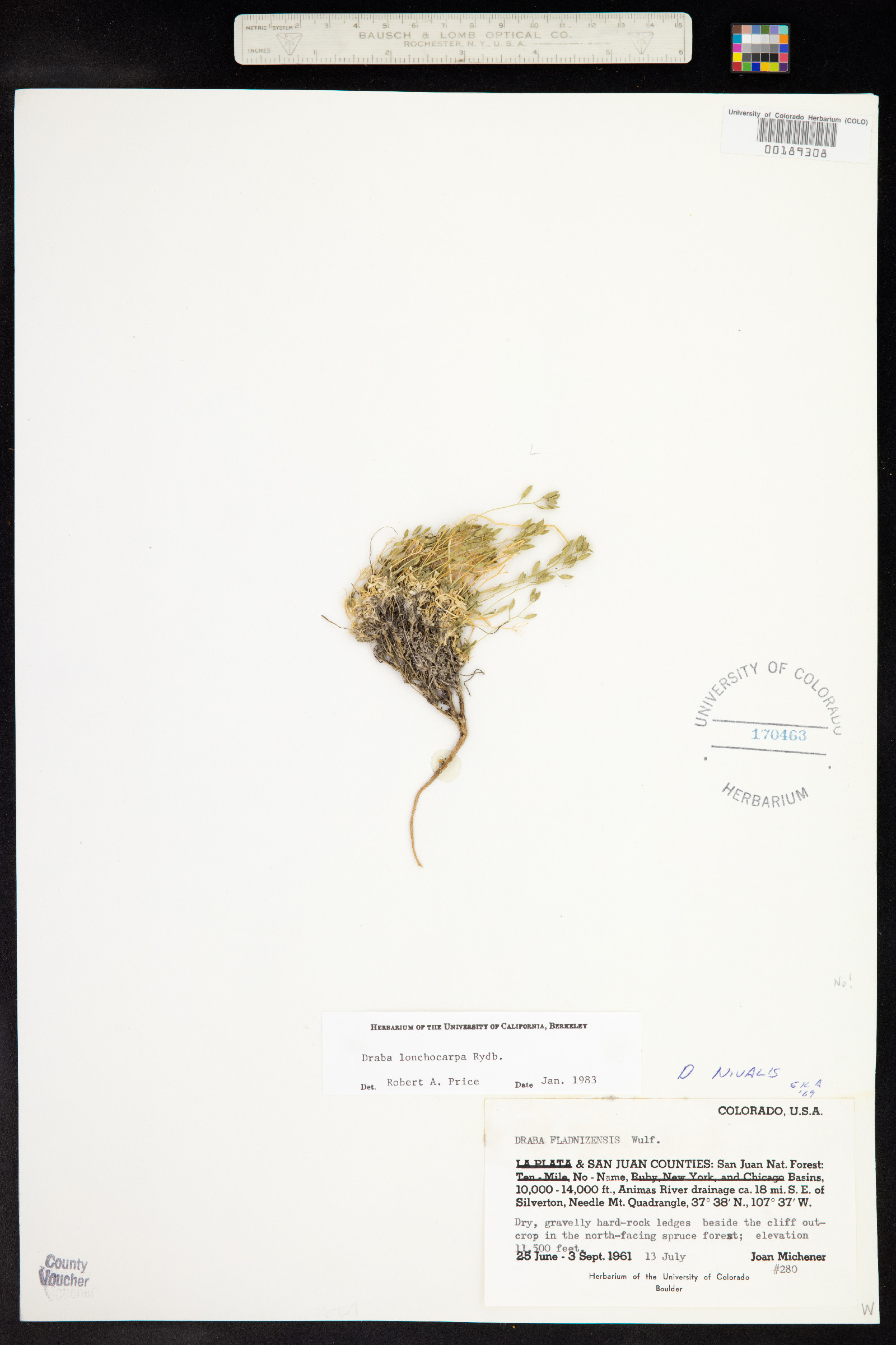 Draba lonchocarpa image