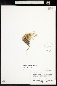 Draba lonchocarpa image