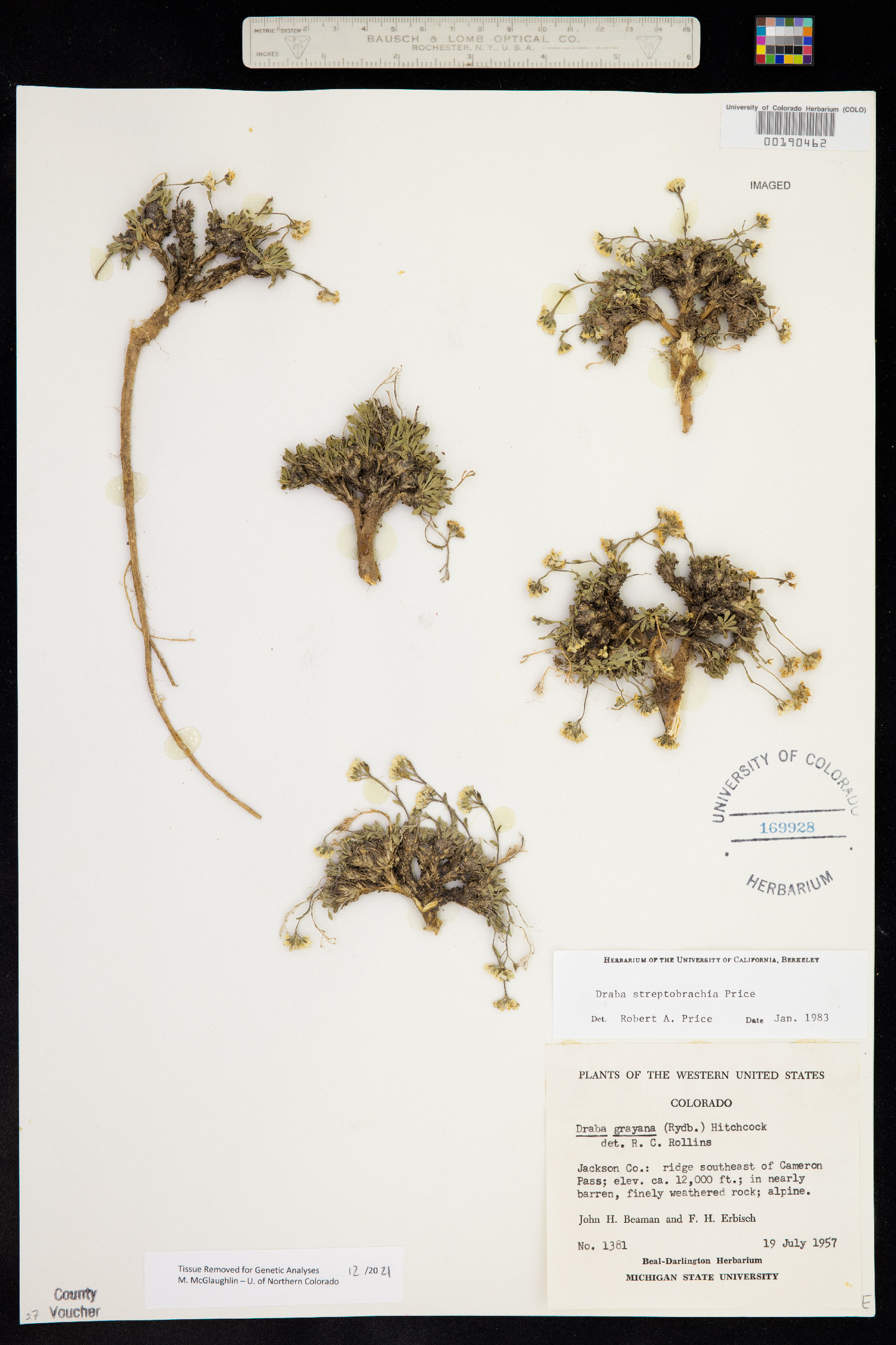 Draba streptobrachia image