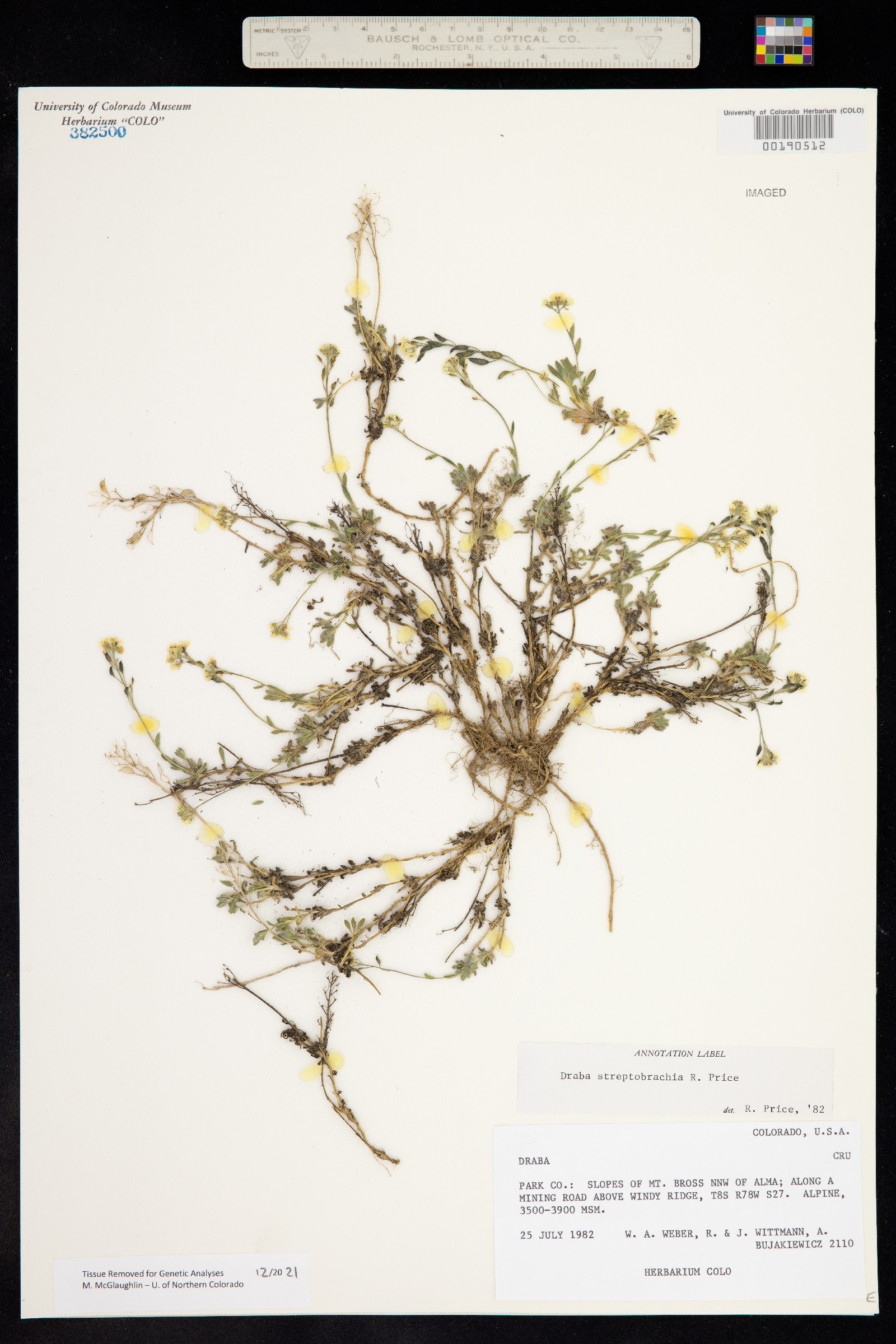 Draba streptobrachia image