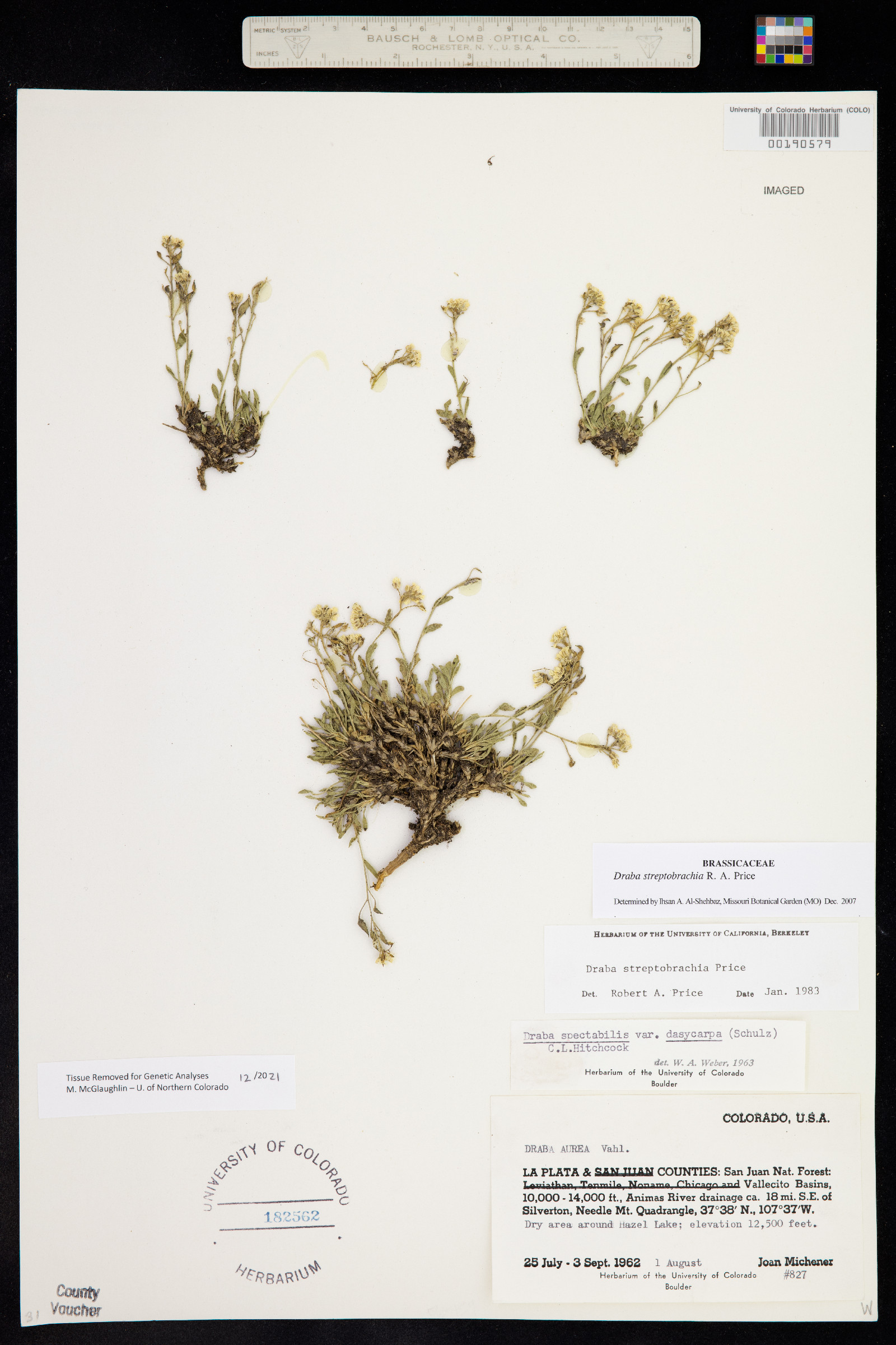 Draba streptobrachia image
