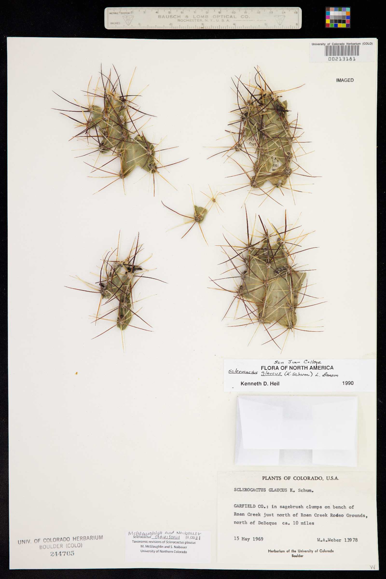 Sclerocactus image