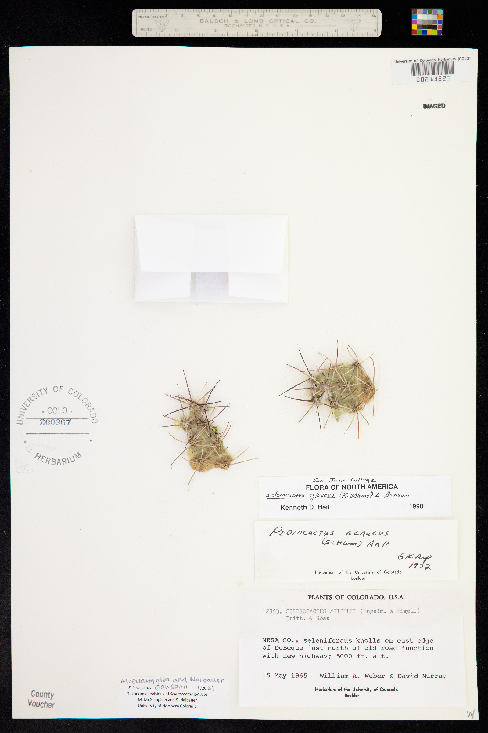 Sclerocactus dawsonii image
